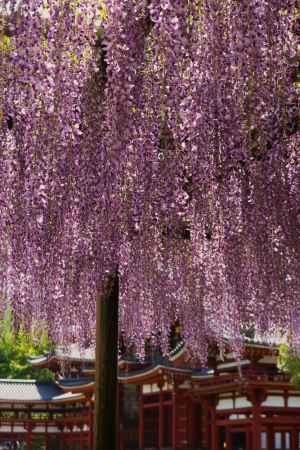 平等院鳳凰堂と藤