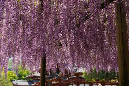 宇治平等院の藤