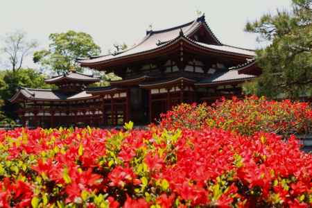 平等院のつつじ