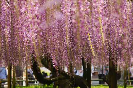 平等院満開ゆれる藤