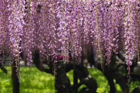 宇治平等院の藤