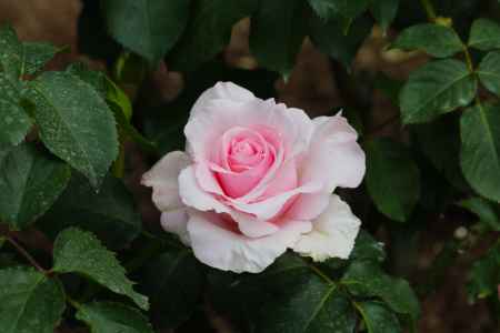 京都府立植物園　バラ