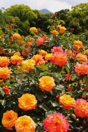 京都府立植物園　バラ2