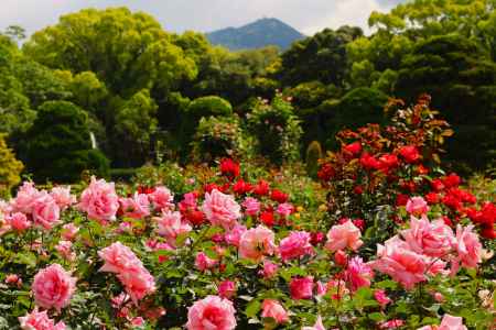 京都府立植物園　バラ4