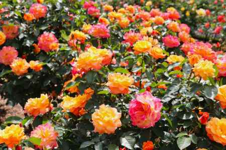 京都府立植物園　バラ5