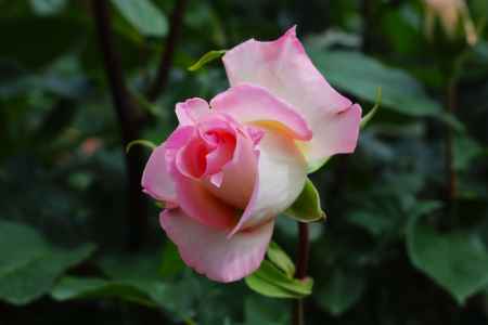 京都府立植物園　バラ7