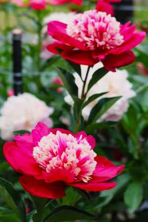 京都府立植物園　シャクヤク