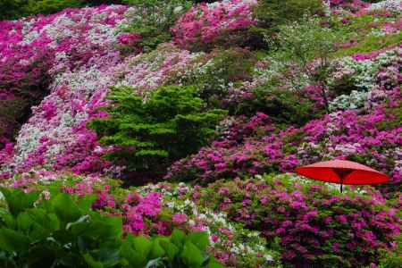 三室戸寺のつつじ