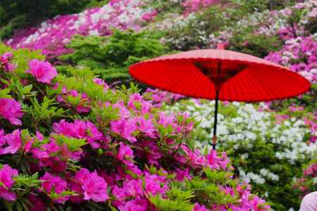 三室戸寺のつつじと和傘