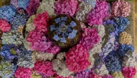 福知山市観音寺のあじさい