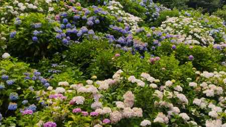 福知山市観音寺のあじさい2