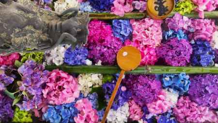 柳谷観音楊谷寺　あじさい