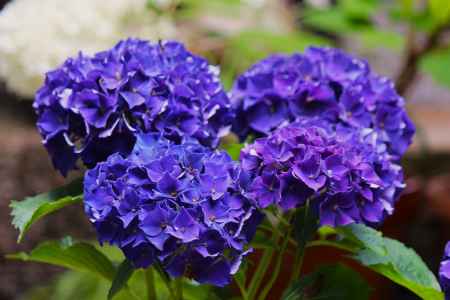 観音寺のあじさい紫