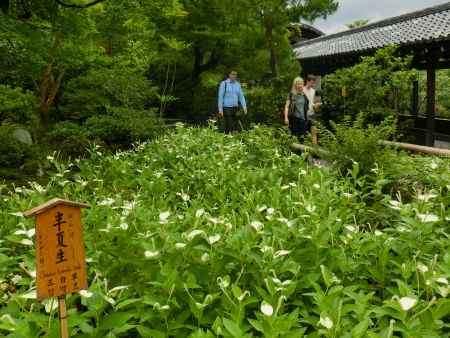 天龍寺　半夏生