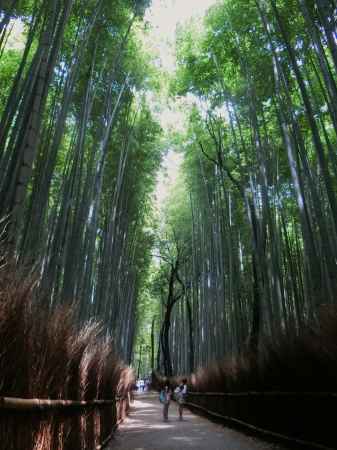 嵐山公園竹林の道