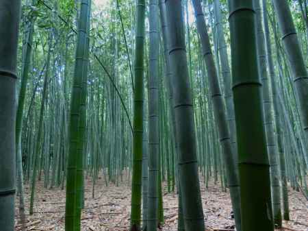 嵐山公園竹林の道2