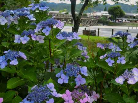 嵐山公園紫陽花2