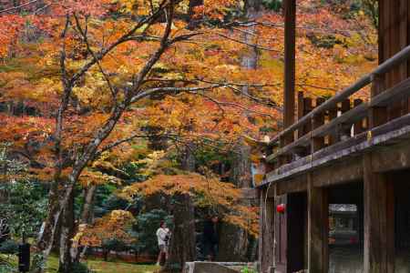 大原三千院 覆いかぶさる紅葉