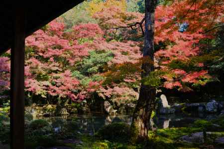 蓮華寺の紅葉 ④