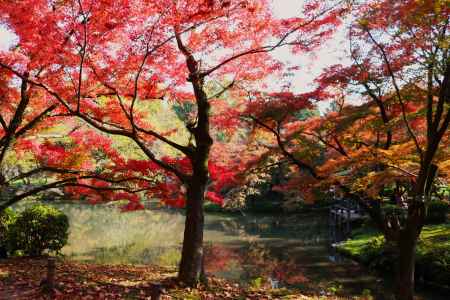 京都府立植物園の紅葉 ②