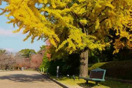 京都府立植物園の紅葉 ④