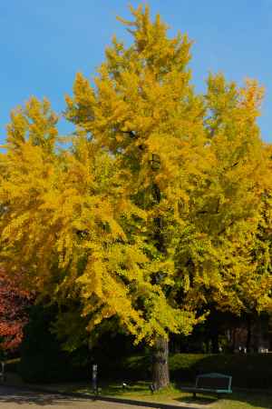 京都府立植物園の紅葉 ⑤