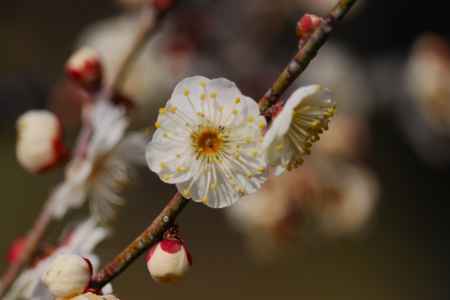 京都府立植物園　白梅