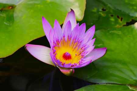 京都府立植物園　温室　熱帯睡蓮