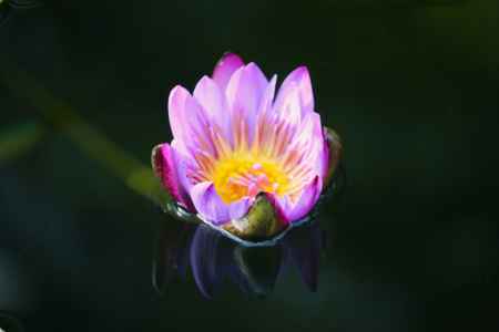 京都府立植物園　温室　熱帯睡蓮2