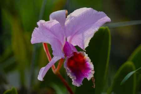京都府立植物園　温室　ラン2