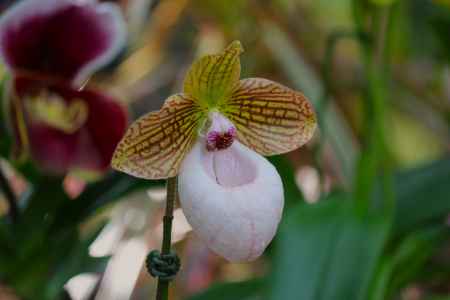 京都府立植物園　温室　ラン