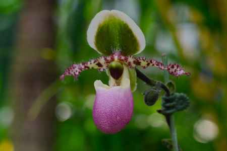 京都府立植物園　温室　ラン
