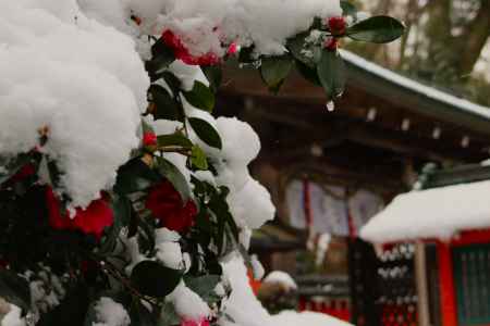 嵐山公園櫟谷宗像神社　サザンカ