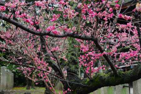 城南宮枝垂れ梅と椿まつり