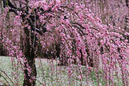 城南宮枝垂れ梅と椿まつり4