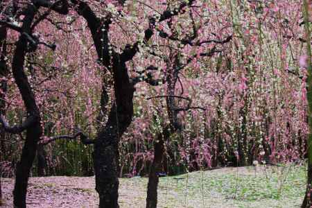 城南宮枝垂れ梅と椿まつり5