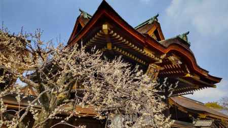 北野天満宮　三光門と梅