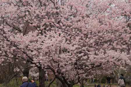 京都府立植物園　さくら