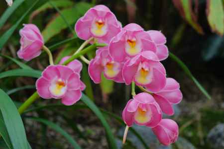 京都府立植物園　ラン