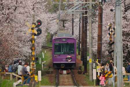 嵐電さくらのトンネル