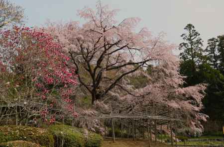 京都府立植物園　枝垂れ桜