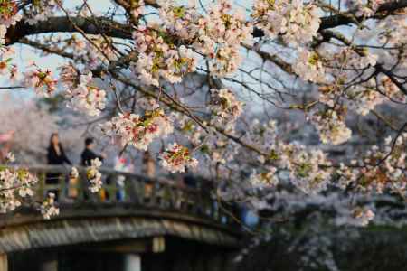 嵐山公園　中之島橋と桜