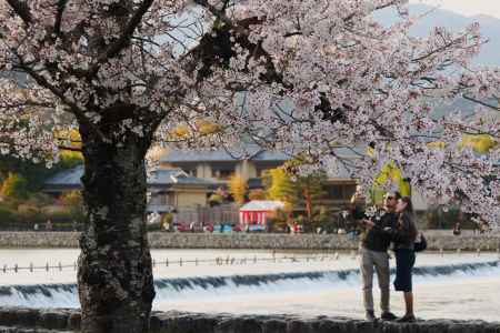 嵐山公園　大堰川と桜