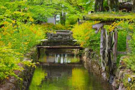 松尾大社の山吹