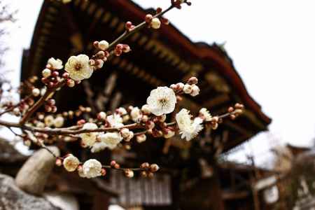 北野天満宮と白梅