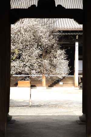 興正寺と白梅