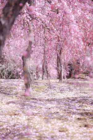 城南宮としだれ梅