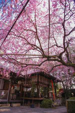 水火天満宮と枝垂れ桜