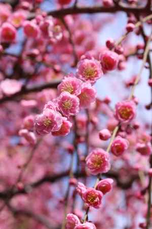 城南宮　しだれ梅