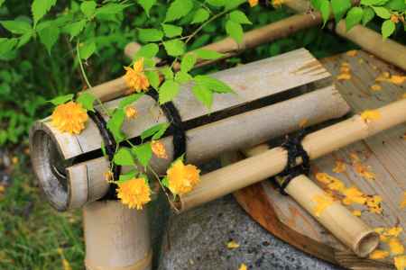 お酒の神様から授かる金黄色の花